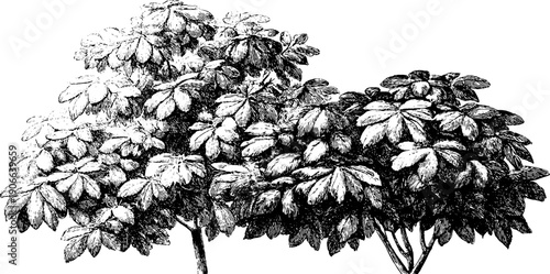 Vintage botanical engraving of architectural elements for design and reference