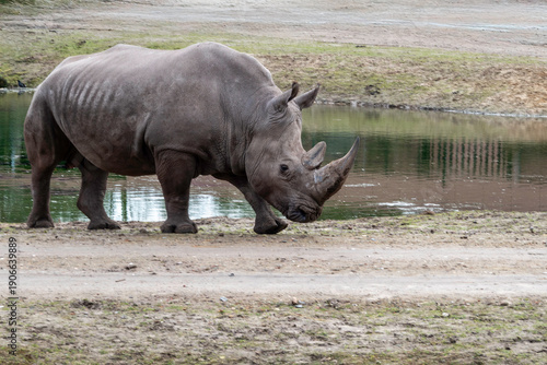 Large African Rhinoceros Walking Along the Shore By Water