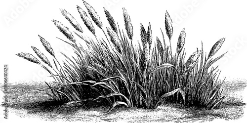 August botanical engraving of dry grasses in nature's heat cycle