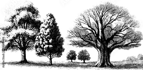 Vintage botanical engraving of december nature cycle in deep winter calm