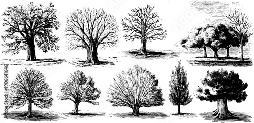 February transition: vintage botanical sketch of trees in cold winds