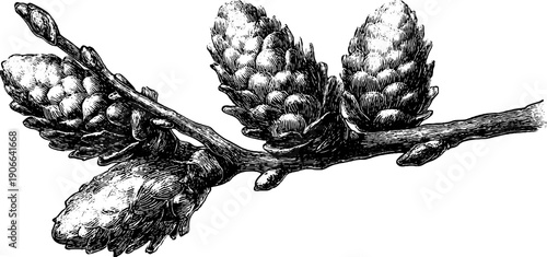 February dormant buds in vintage botanical illustration for nature appreciation and design