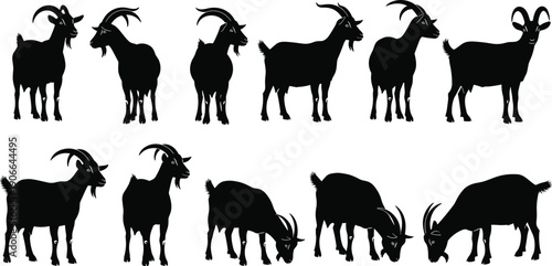 Goat silhouettes standing grazing and posing isolated on white background, farm animal livestock set, agriculture rural concept, black vector illustration