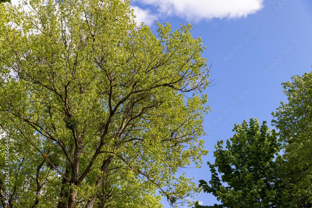 Fototapeta premium green foliage of maples and other deciduous trees in sunny, clear weather in spring season