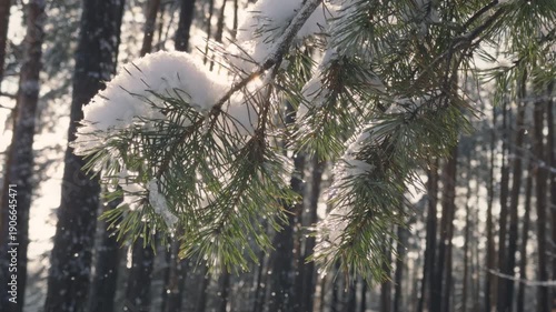 Pine tree covered in snow with sunlight shining passing through tree branch with snowflakes falling down in forest in winter season.