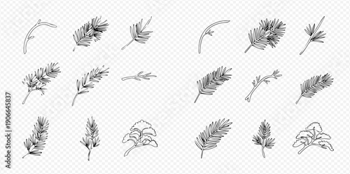Set of hand-drawn botanical elements, including various leaves, branches, and plant parts, in a sketch style.