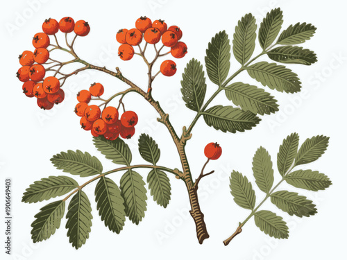 Detailed botanical drawing of rowan berries and green compound leaves, classic naturalistic style on white background, concept of plant identification