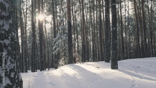 Pine tree covered in snow with sunlight shining with snowflakes falling down in forest in winter season