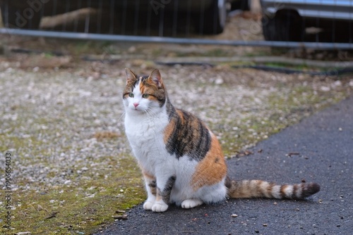 Calico cat is sitting in the backyard and looking away. Horizontal image.  
