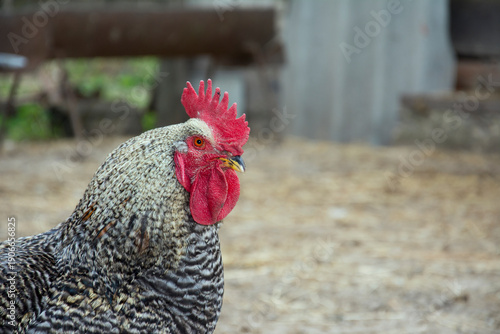 In the summer in the yard cock. Close-up.