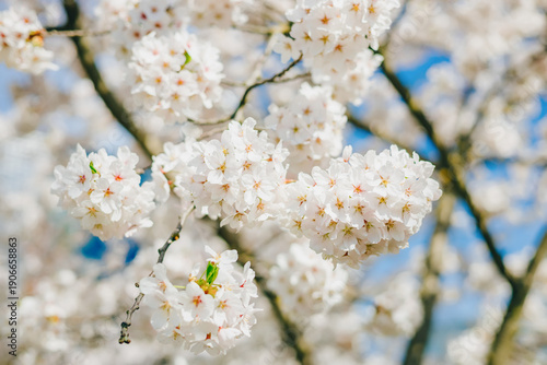 Close-up of blooming sakura flowers on branches with fresh petals for seasonal garden landscape and floral outdoor aesthetic concept