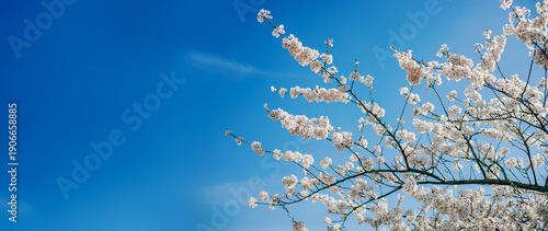 фотографія Panoramic view of white sakura blossoms on tree branches stretching across a bri