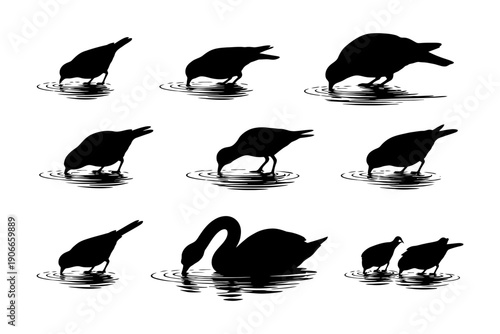 Silhouette of birds drinking water in various poses.