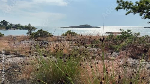 Reeds blowing in the wind at European archipelago, blue seawater in the background, beautiful nature, summer