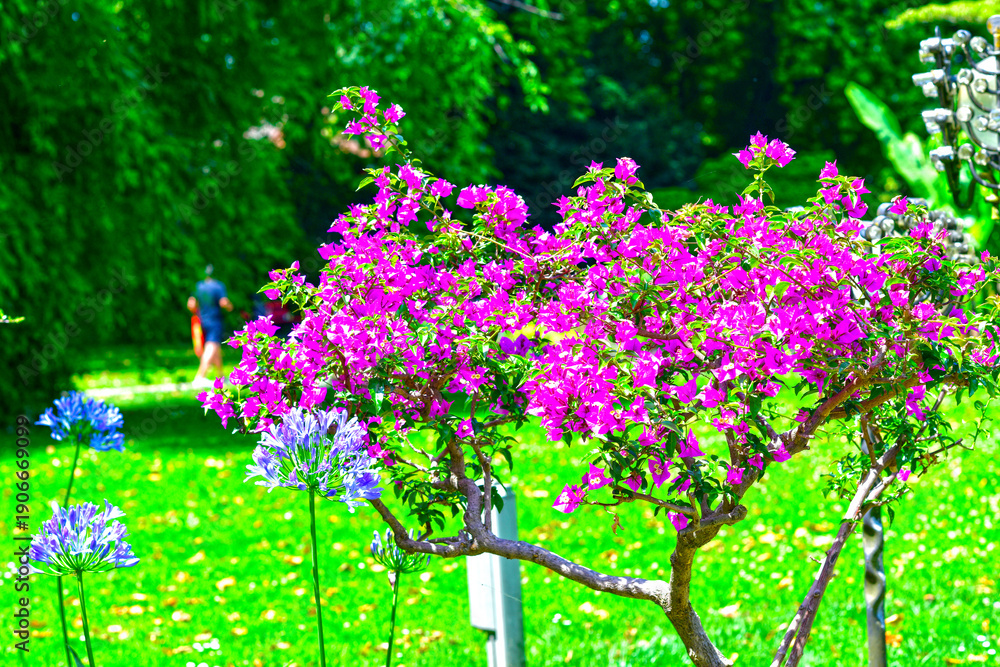 Obraz premium Bougainvillea Strauch im Stadtpark von Lindau (Bodensee)