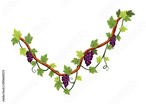 Grape bunch. Cluster of berries and leaves. Grape vine, decorative climbing plant. Fruit, growing healthy food isolated on white background