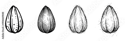 Four hand-drawn almond nuts in a row showing a progression of artistic styles from simple line art to a detailed, sketchy, and textured ink drawing for botanical illustration