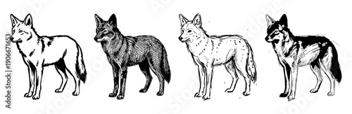 Four hand-drawn black and white coyote illustrations in a row, showcasing different artistic sketch styles from clean line art to detailed cross-hatching and high-contrast graphics