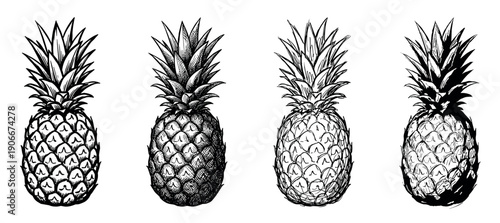 Four hand-drawn pineapple illustrations in a row, showcasing different artistic sketch styles from clean line art to detailed cross-hatching in a monochrome graphic collection