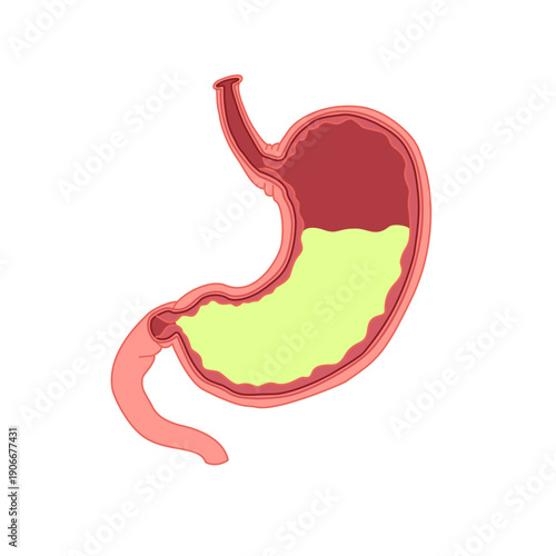 human stomach illustration isolated on white background, stomach anatomy, stomach acid. vector illustration for medical design, element, science, education.
