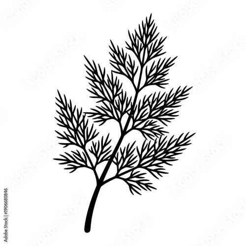 Silhouette of Fresh Dill Herb Sprig for Pickling Spices and Culinary Garnish