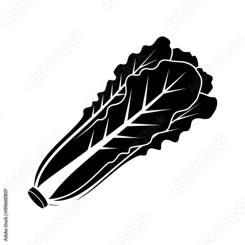 Silhouette of Romaine Lettuce Leaf for Fresh Salads and Healthy Vegetable Diet