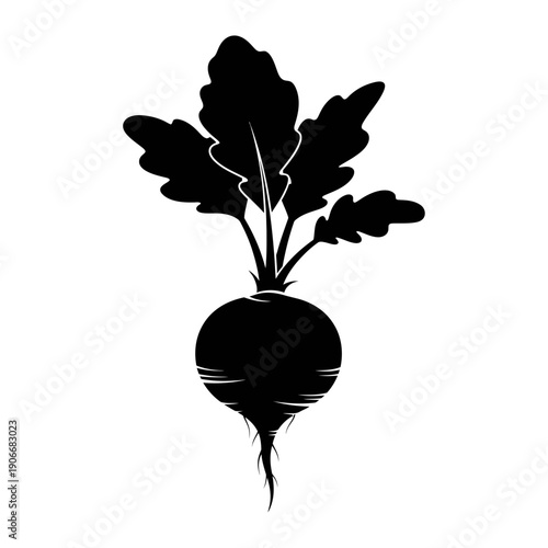 Silhouette of Fresh Red Radish for Salad Vegetables and Healthy Crunch