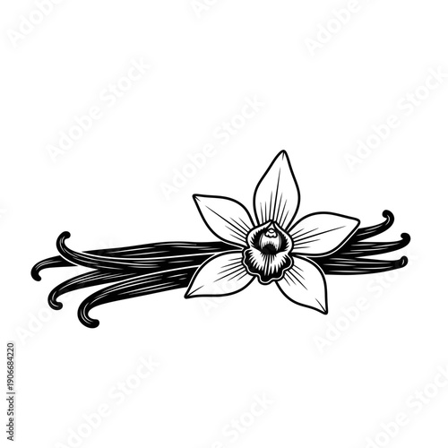 Silhouette of Vanilla Bean Pod for Baking Flavor and Sweet Dessert Aroma