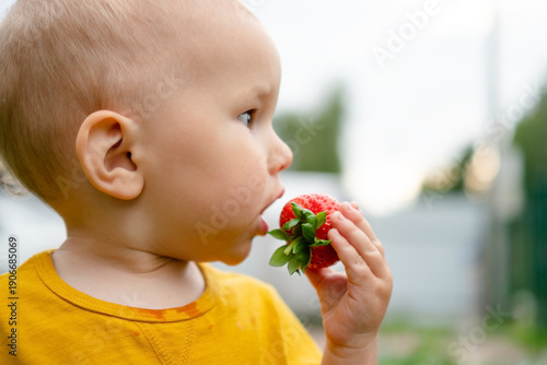 side profile captures a baby as they tentatively taste strawberry, possibly for the first time. new food experiences and introducing seasonal, vitamin rich berries into a young childs developing diet