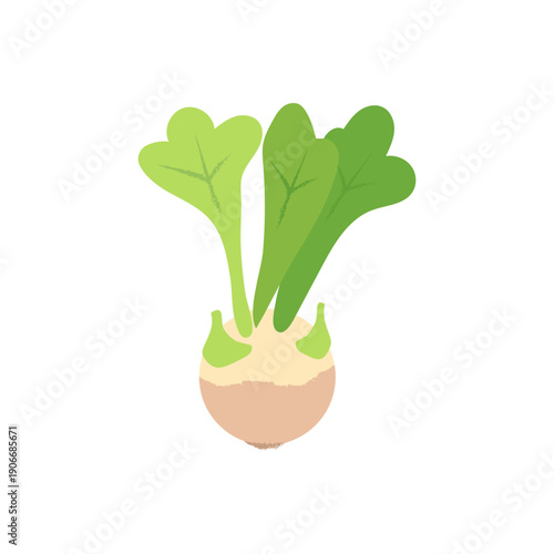 Kohlrabi cabbage, vegetable, Healthy vegetarian food. Organic natural plants, salads, greens on white background vector illustration, in textured style