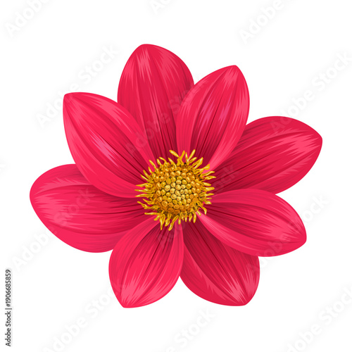 Realistic red dahlia flower illustration isolated on white background
