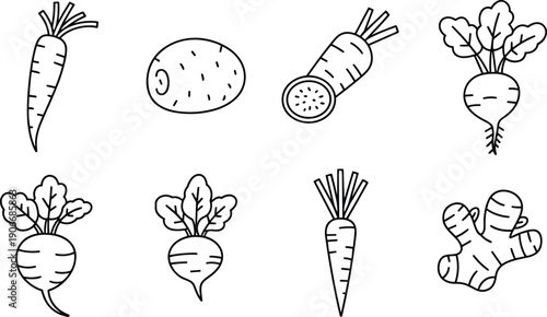 Hand drawn root vegetable botanical line art illustrations isolated on white background, fresh organic food vector collection for kitchen