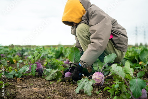 Smiling teenage boy harvesting fresh kohlrabi in his farm field. Seasonal vegetables, homegrown produce, healthy food, outdoor work, and pride in grown crops in nature and fresh air