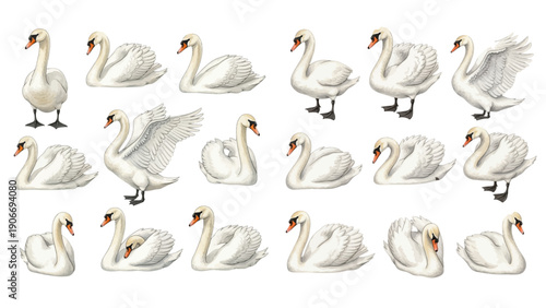 A collection of beautiful white swans illustrated in various graceful poses, swimming and spreading their wings on a transparent background.