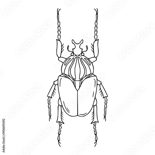 vintage style insect sketch for nature and biology
