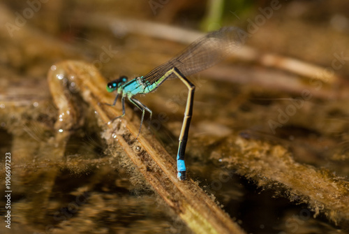 Tableau sur toile The female of the blue-tailed damselfly lying eggs