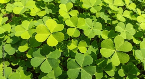 A lush carpet of vibrant green clover leaves in a serene natural setting
