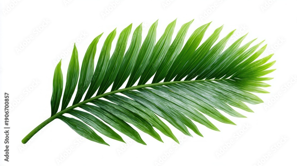 Obraz premium Vibrant green palm frond with delicate leaves isolated on a clean white background