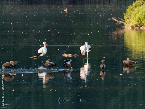 Fotografi Weissstörche, Ciconia ciconia, und Rostgänse, Tadorna ferruginea, im Abendlicht
