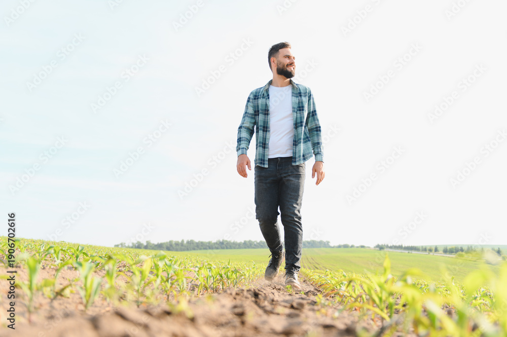 Obraz premium Agronomist walking and inspecting growing corn field