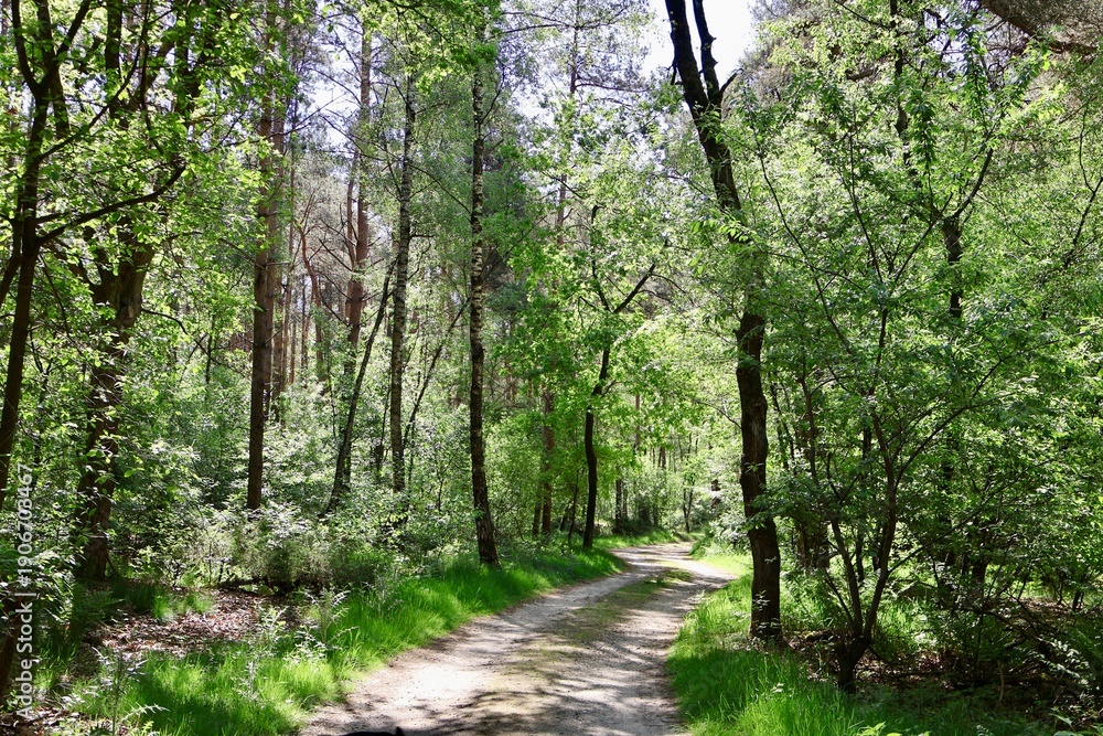 Fototapeta premium footpath in the woods