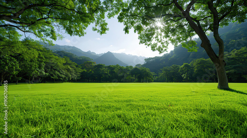 A large, lush green field with a tree in the middle