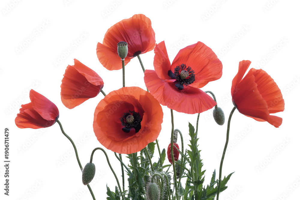Naklejka premium Vibrant red poppies isolated on transparent background