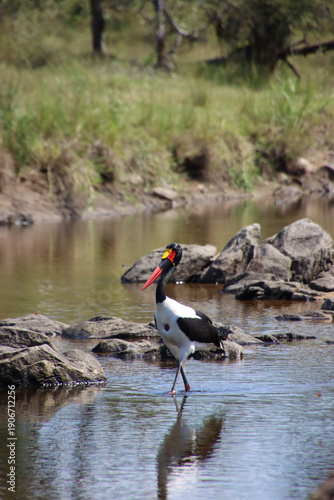 Saddle-billed stork standing in shallow water in Kruger National Park, South Africa, showing head profile and clear reflection among rocks during daylight.