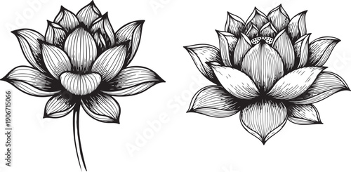 Hand drawn line art illustration of a lotus flower depicting its delicate bloom for relaxation and beauty, Set of vector hand drawn lotus flower black line art illustration. 