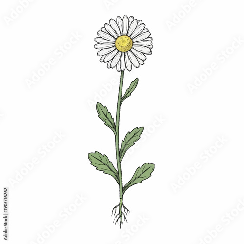 Simple line drawing of a daisy flower with white petals and a yellow center.