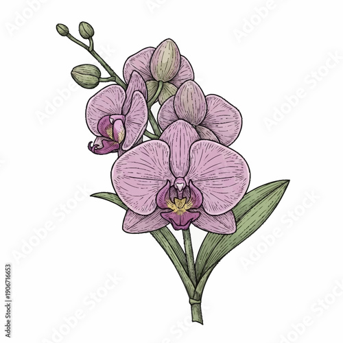 Beautiful Pink Orchid Flowers with Green Leaves.