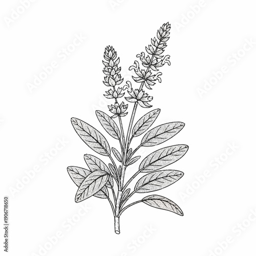 Detailed black and white illustration of a flowering plant with leaves.