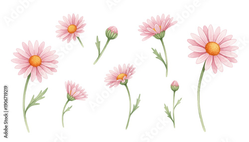 pink and white flowers