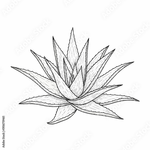 Black and white illustration of a succulent plant with sharp leaves.